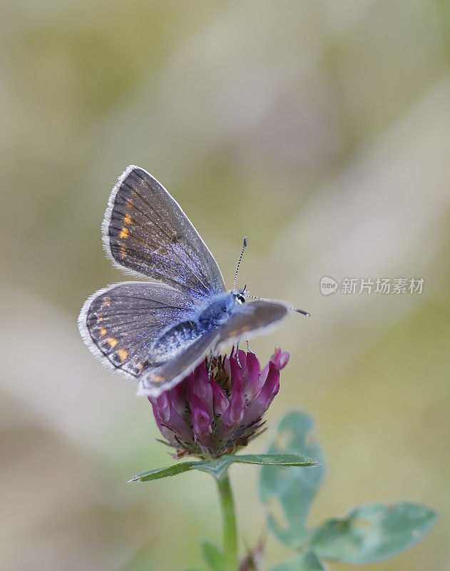 常见的蓝蝴蝶(Polyommatus icarus)雌性
